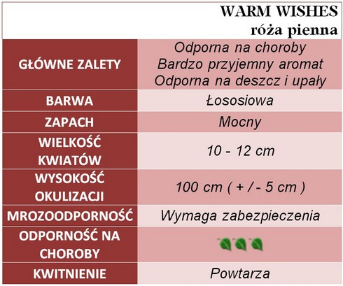 Warm Wishes róże pienne gł. zal.